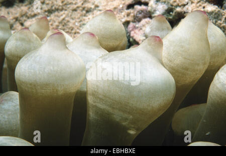 vierfarbige Anemone, Blase-Tip Anemone, Birne-Tip Anemone, Birne-Tentakel Seeanemone, kastanienbraunen Anemone (Entacmaea Quadricolor). Stockfoto