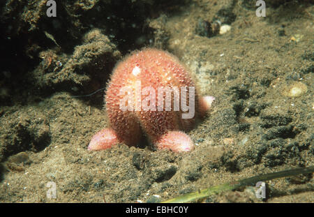 gemeinsamen Seestern (Asterias Rubens), Fütterung. Stockfoto