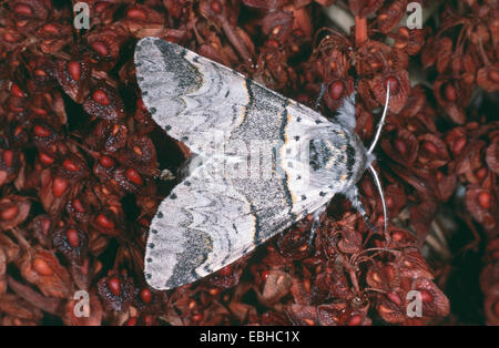 fahl Kätzchen (Cerura Bifida, Harpyia Bifida, Harpyia Hermelina Furcula Bifida). Stockfoto