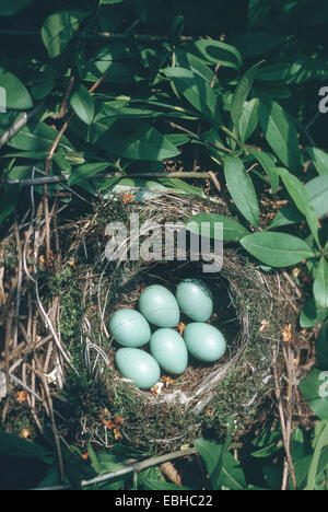 Heckenbraunelle (Prunella Modularis), betteln Quietscher im Nest. Stockfoto