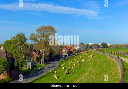 Hausschaf (Ovis Ammon F. Aries), weidende Schafe an der Weser Deich in Lemwerder Landkreis Wesermarsch, Deutschland, Niedersachsen Stockfoto