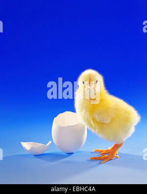 Hausgeflügel (Gallus Gallus F. Domestica), flauschige Küken mit Eierschalen Stockfoto