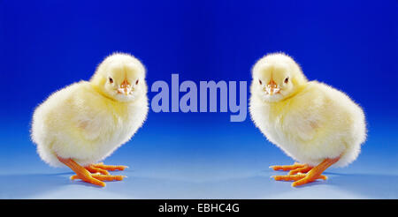 Hausgeflügel (Gallus Gallus F. Domestica), zwei flauschige Küken Stockfoto