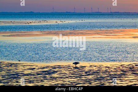 Paläarktis Austernfischer (Haematopus Ostralegus), Sonnenuntergang an der äußeren Weser in der Nähe von Wremertief. Austernfischer auf das Futter, Deutschland, Niedersachsen Stockfoto