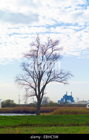 toter Baum auf dem Elsfleth Sand Landkreis Wesermarsch, Deutschland, Niedersachsen Stockfoto