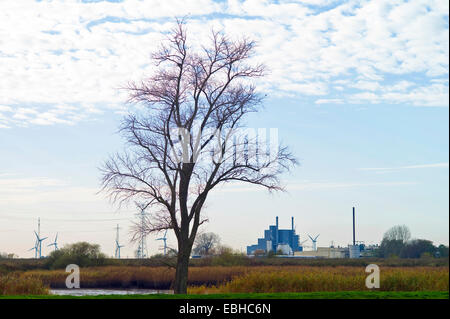 toter Baum auf dem Elsfleth Sand Landkreis Wesermarsch, Deutschland, Niedersachsen Stockfoto