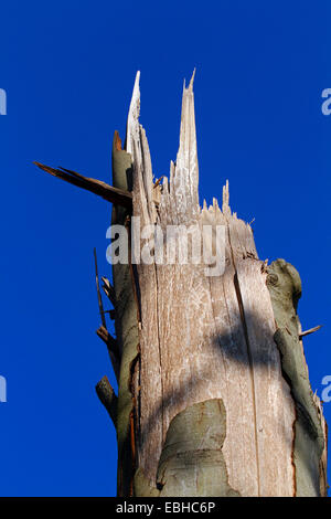 gebrochene Baumstamm nach Sturm, Deutschland Stockfoto