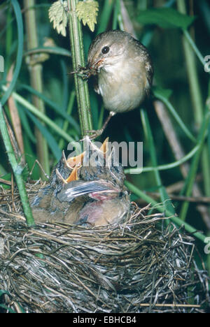 Marsh Warbler (Acrocephalus Palustris), Fütterung betteln Quietscher. Stockfoto