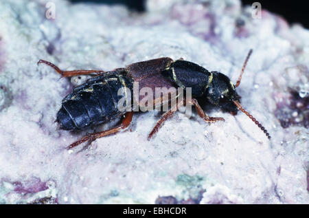 Rove Käfer (Staphylinus Caesareus). Stockfoto