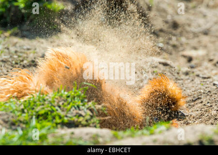 Silkie, seidig Huhn (Gallus Gallus F. Domestica), nimmt ein Bad von Staub, Deutschland, Nordrhein-Westfalen Stockfoto