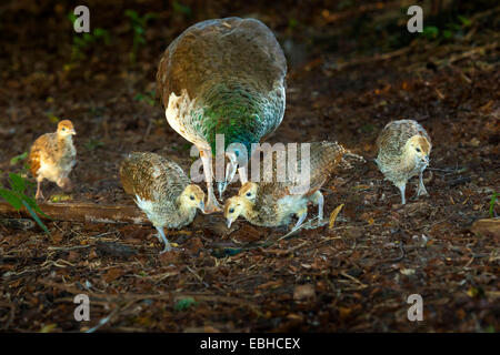 Gemeinsamen Pfauen, indischen Pfauen, blaue Pfauen (Pavo Cristatus), solche mit vier Küken Suche Essen, Deutschland, Nordrhein-Westfalen Stockfoto