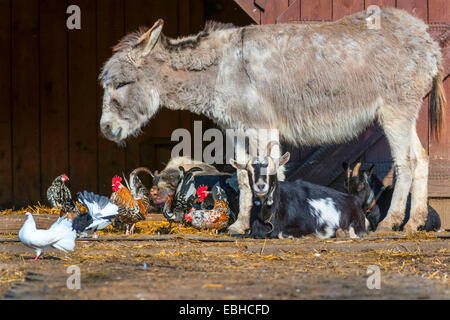 verschiedene Arten von Nutztieren in einem Freigehege, Deutschland, Nordrhein-Westfalen Stockfoto