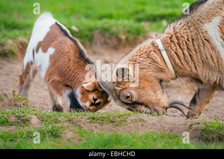 Hausziege (Capra Hircus, Capra Aegagrus F. Hircus), Ziege Kid und Ziege zusammenspielen, Deutschland, Nordrhein-Westfalen Stockfoto