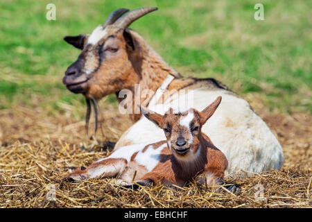 Hausziege (Capra Hircus, Capra Aegagrus F. Hircus), Ziege Kind liegt bei ist Mutter, Germany, North Rhine-Westphalia Stockfoto