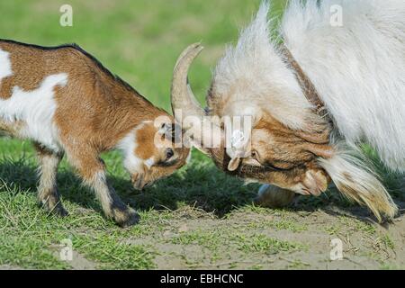 Hausziege (Capra Hircus, Capra Aegagrus F. Hircus), Ziege Kind und Buck zusammenspielen, Deutschland, Nordrhein-Westfalen Stockfoto