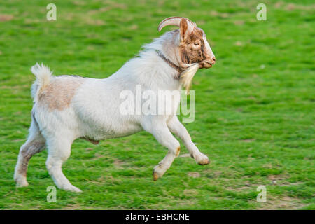 Hausziege (Capra Hircus, Capra Aegagrus F. Hircus), buck läuft auf einer Wiese, Deutschland, Nordrhein-Westfalen Stockfoto