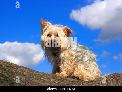Yorkshire Terrier (Canis Lupus F. Familiaris), vier Jahre alten Rüden sitzen auf einem Baumstamm, Deutschland Stockfoto