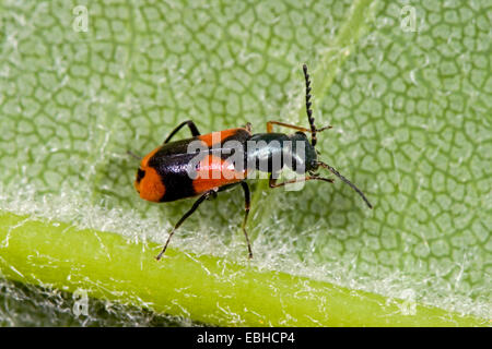 Soft-Flügel Blume Käfer (Anthocomus Bipunctatus), auf einem Blatt, Deutschland Stockfoto