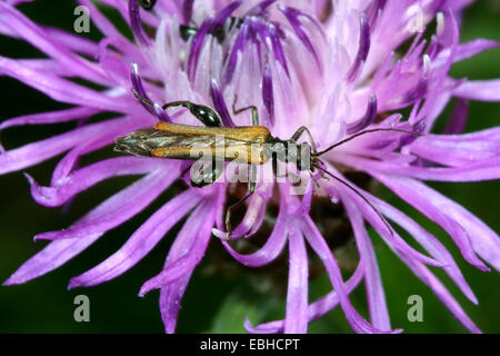 Oedemera Femorata (Oedemera Femorata), Männlich, Deutschland Stockfoto