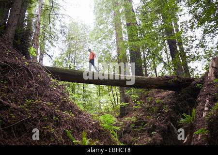 Mann Kreuzung gefallenen Baumstamm, Humboldt Redwoods State Park, Kalifornien, USA Stockfoto