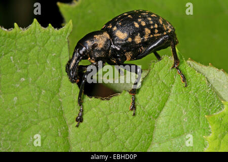 Liparus Glabrirostris (Liparus Glabrirostris), ernährt sich von einem Blatt, Deutschland Stockfoto