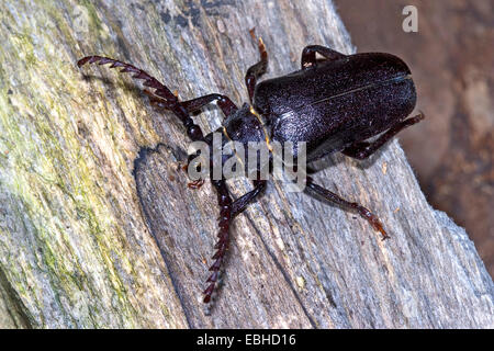 Prionus Longhorn Beetle, größere britische Longhorn, der Gerber, Sawyer (Prionus Coriarius), Männlich, Deutschland Stockfoto