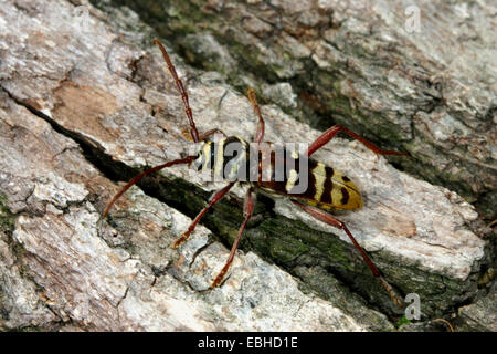 Plagionotus Detritus (Plagionotus Detritus) auf Totholz, Deutschland Stockfoto