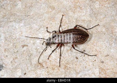 Bereich Boden Käfer (Carabus Granulatus) auf einem Stein, Deutschland Stockfoto