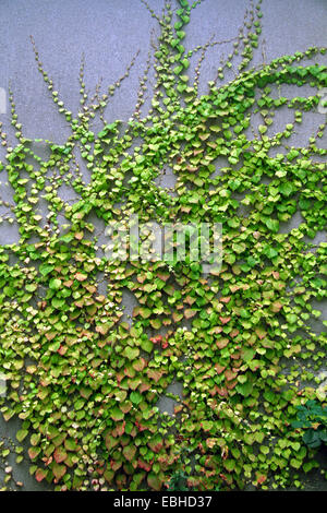 Boston-Efeu, japanische Schlingpflanze (Parthenocissus Tricuspidata), auf Betonwand, Deutschland Stockfoto