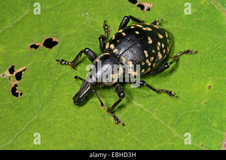 Liparus Glabrirostris (Liparus Glabrirostris), auf einem Blatt, Deutschland Stockfoto