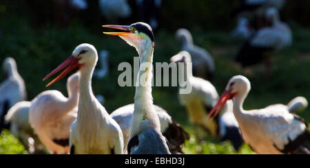 Weißstorch (Ciconia Ciconia), mehrere Storka und einem Kran, Deutschland, Nordrhein-Westfalen Stockfoto