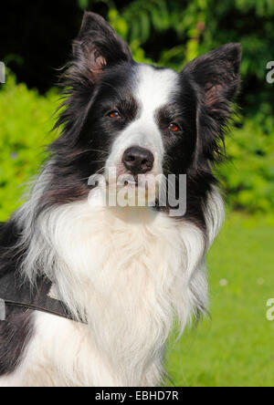 Border Collie (Canis Lupus F. Familiaris), elf Jahre alt Rüde, Porträt, Deutschland Stockfoto