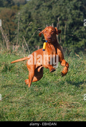 Ungarischer Kurzhaariger Vorstehhund, Magyar Vizsla (Canis Lupus F. Familiaris), sechzehn Monate alten männlichen Hund mit einem Hund Spielzeug auf einer Wiese toben Stockfoto