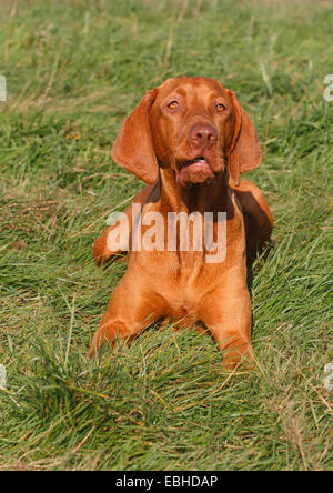 Ungarischen kurzhaarigen Vorstehhund, Magyar Vizsla (Canis Lupus F. Familiaris), sechzehn Monate alten männlichen Hund auf einer Wiese liegend Stockfoto