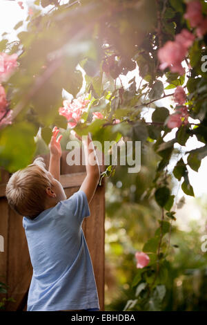 Junge im Garten bis zu Touch Blumen, Rückansicht Stockfoto