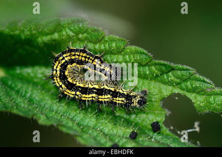 Scharlachrote Tiger Moth Raupe auf Nessel Laub. Stockfoto