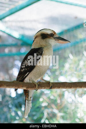 Ein schöner Vogel Kookaburra Porträt Stockfoto