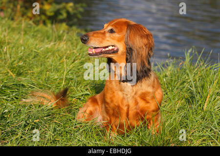 Langhaar Dackel Langhaar Dackel, Haushund (Canis Lupus F. Familiaris), sieben Jahre alte Rüde saß auf einer Wiese, Deutschland Stockfoto