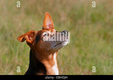 gemischte Rasse Hund (Canis Lupus F. Familiaris), Porträt eines sechs Jahre alten Spitz-Pinscher gemischt züchten Rüde, Deutschland Stockfoto