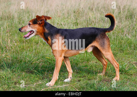 Rasse Hund (Canis Lupus F. Familiaris) gemischt, seitlichen Blick auf eine sechs Jahre alte Spitz-Pinscher gemischt züchten Rüde, Deutschland Stockfoto