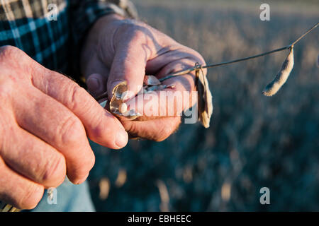 Ältere männliche Bauer Hände halten auf Soja Pod, Plattsburg, Missouri, USA Stockfoto