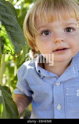 Porträt von männlichen Kleinkind unter Sonnenblume Laub Stockfoto