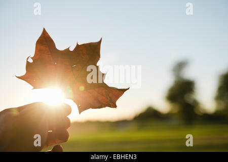 Männliche Hand, die bis Herbst Blatt gegenüber Sonnenlicht Stockfoto