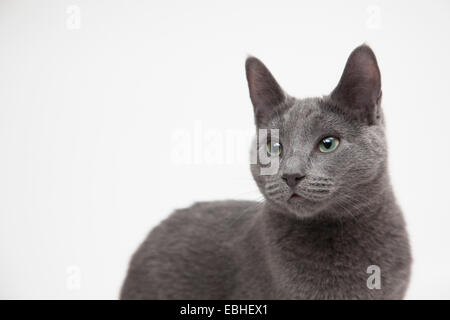 Porträt der Russisch Blau Katze Stockfoto