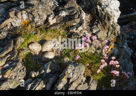 Drei Vögel gesprenkelten Eiern auf Felsen, Insel Colonsay, Schottland Stockfoto