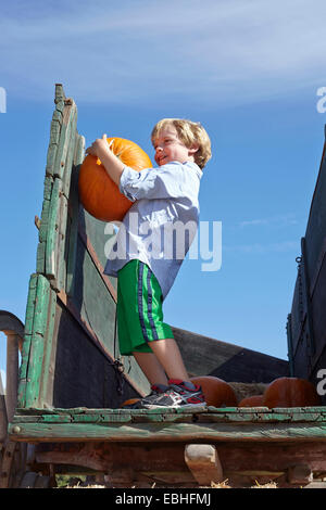 Junge mit Kürbis auf Warenkorb Stockfoto