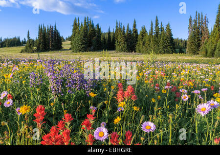 Trophäe Wiesen, Wells Gray Provincial Park, Britisch-Kolumbien, Kanada Stockfoto