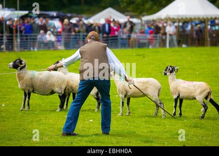 Hirten Schafe in Rydal Show penning. Rydal Hall Ambleside Seenplatte Cumbria England UK Stockfoto