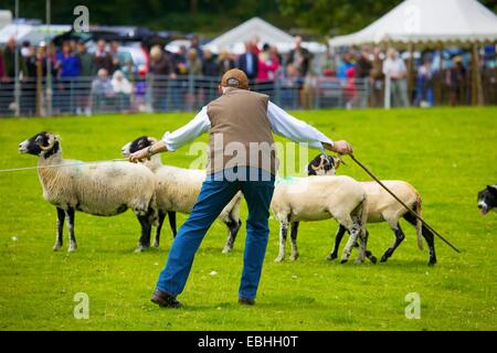 Hirten Schafe in Rydal Show penning. Rydal Hall Ambleside Seenplatte Cumbria England UK Stockfoto