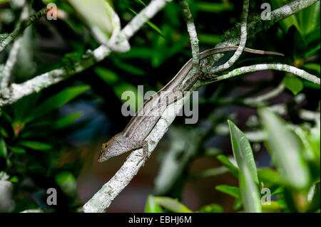 Brown Anole Lizard ruht auf Baum Zweig zeigt Ganzkörper und regenerierten Schwanz, Florida, USA. Stockfoto